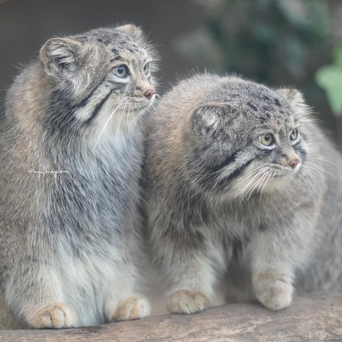 こーじ tweet media