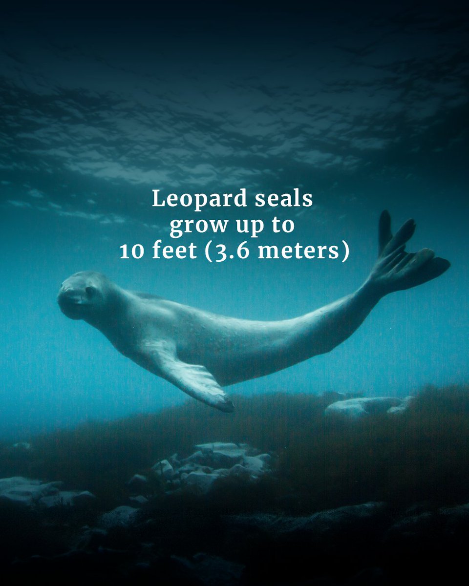 OceanwideExpeditions tweet media