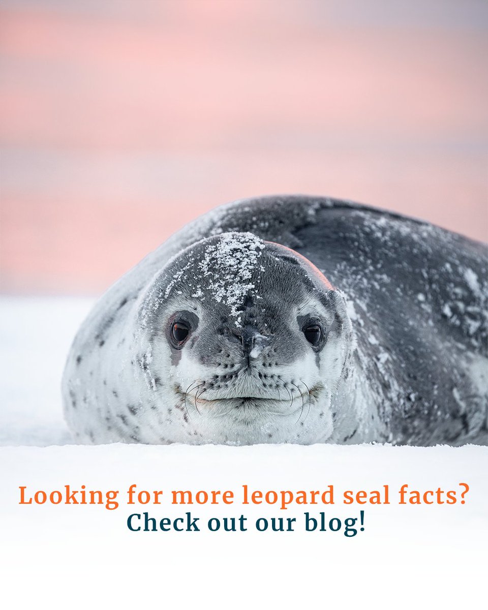 OceanwideExpeditions tweet media