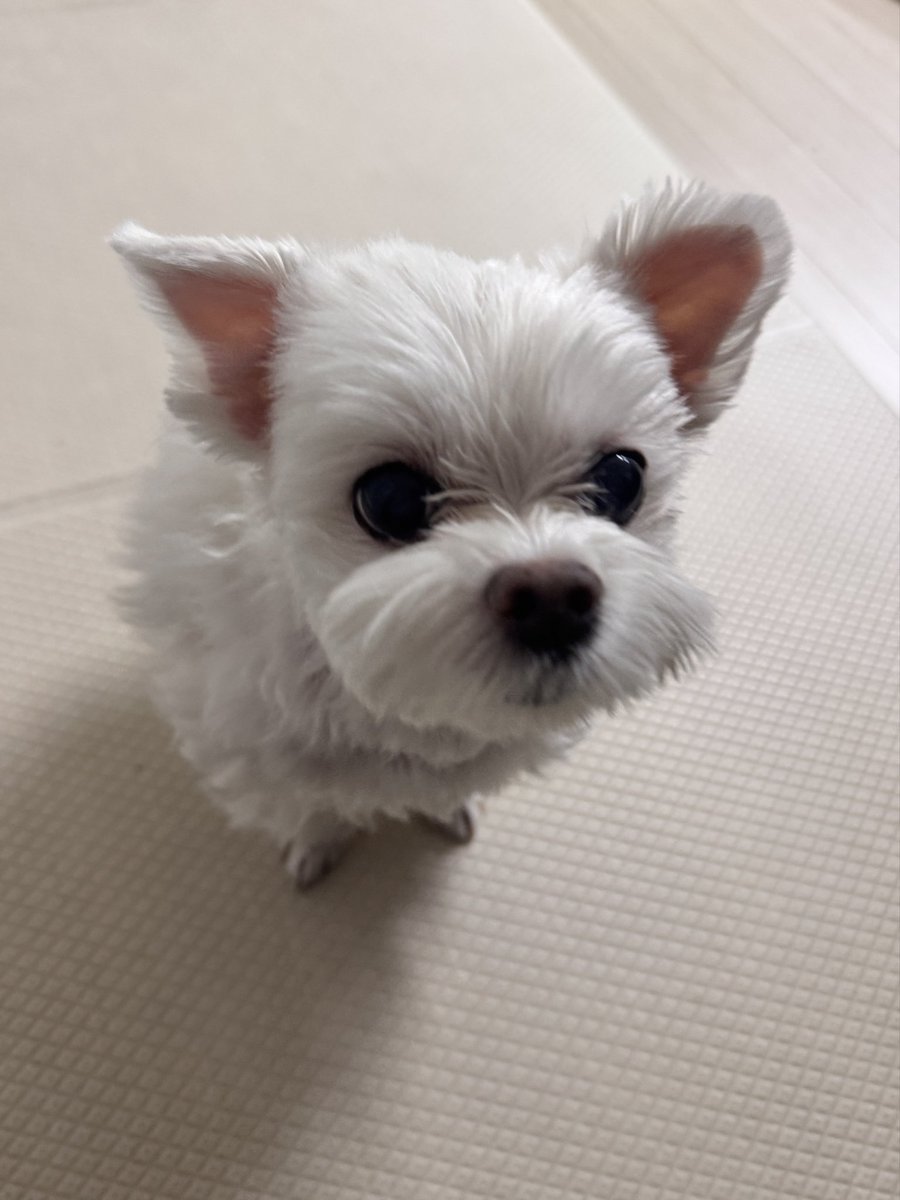 dongdi_12's tweet photo. 놀기신청 https://t.co/1Sk616YIMn