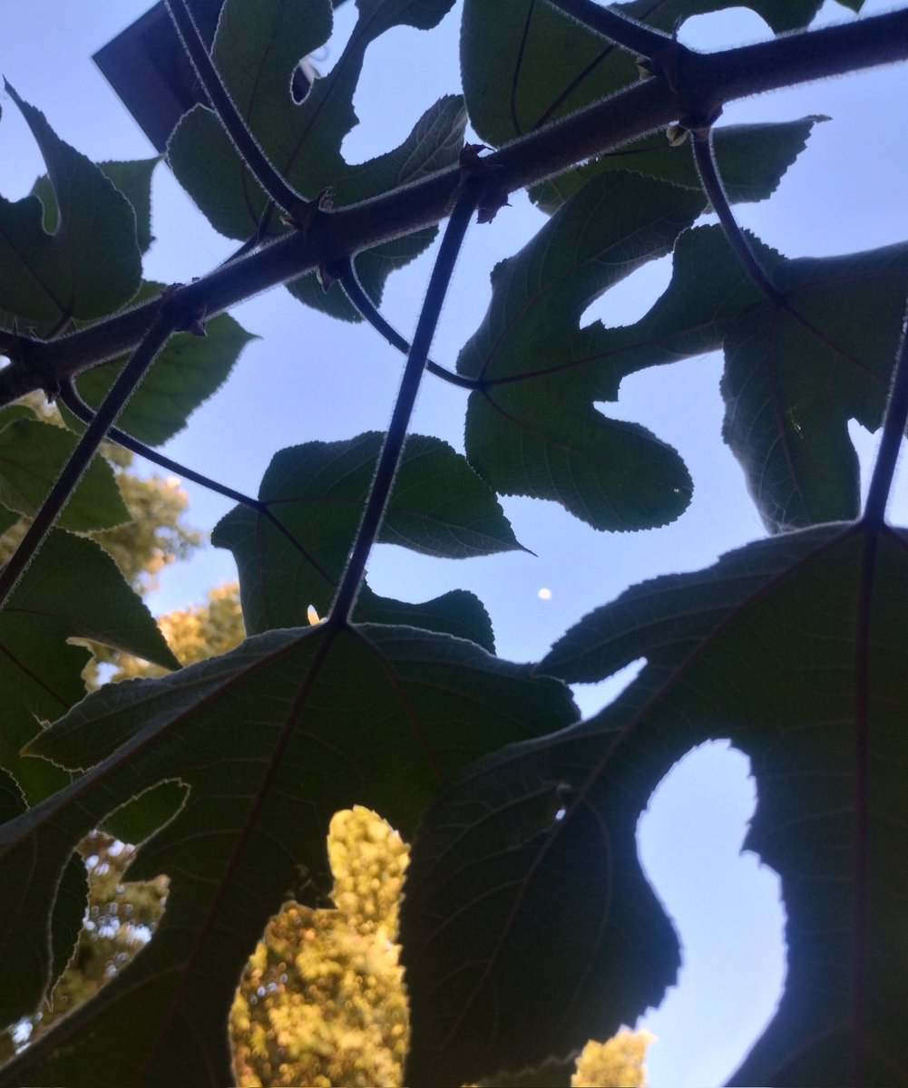 ᚲᚨᚱᛚᚨ tweet media