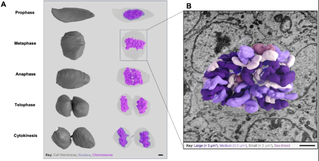 J_Cell_Sci's tweet photo. Nickhil Jadav, Sailakshmi Velamoor, Duane Harland, Mihnea Bostina and colleagues use volume electron microscopy to uncover mitotic ultrastructure in the native hair follicle.
Highlight: https://t.co/VeDhWeMApm
Article: https://t.co/DJT4974adF
#cellbio #volumeEM #vEM https://t.co/KsnP1kk8n9