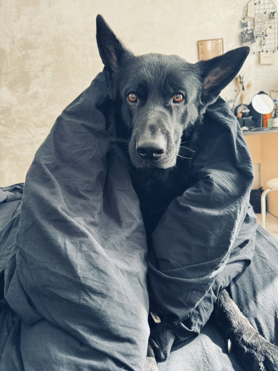 Балаклива з собакою tweet media