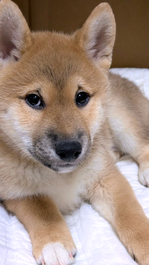 茶太郎 tweet media