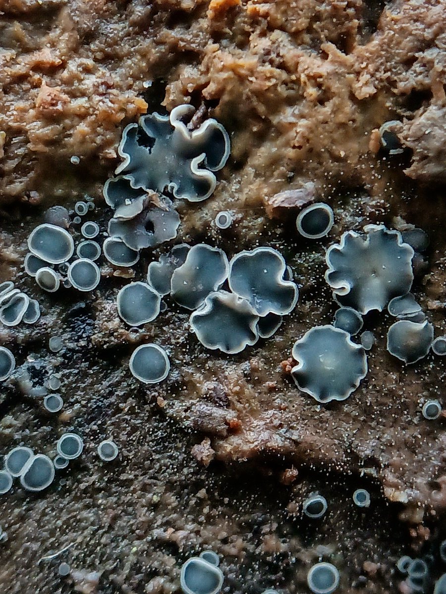 Common grey disco fungus ( Mollisia cinerea)😊

#macromonday #mondaymorning #macro #fungi #nature #naturelovers #naturephotography