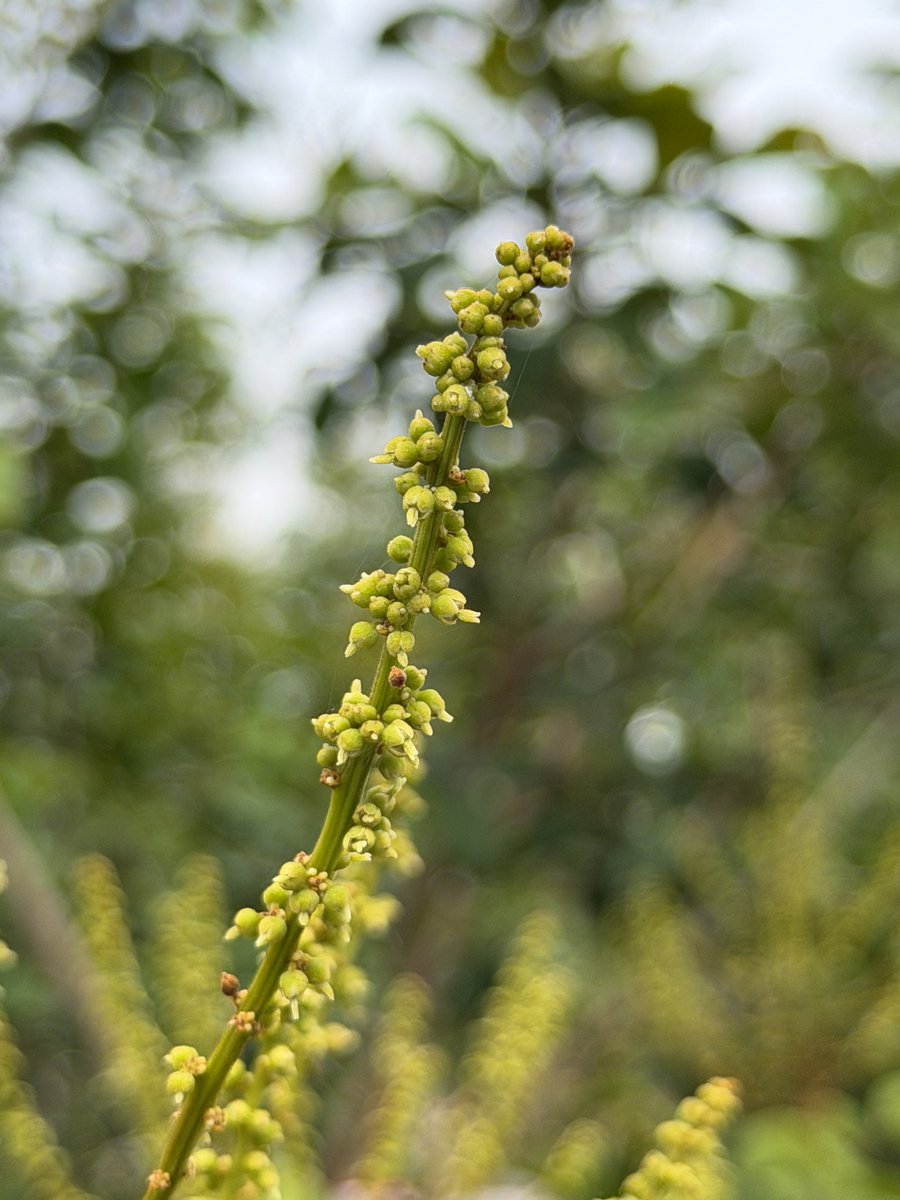 Sharon Bava tweet media