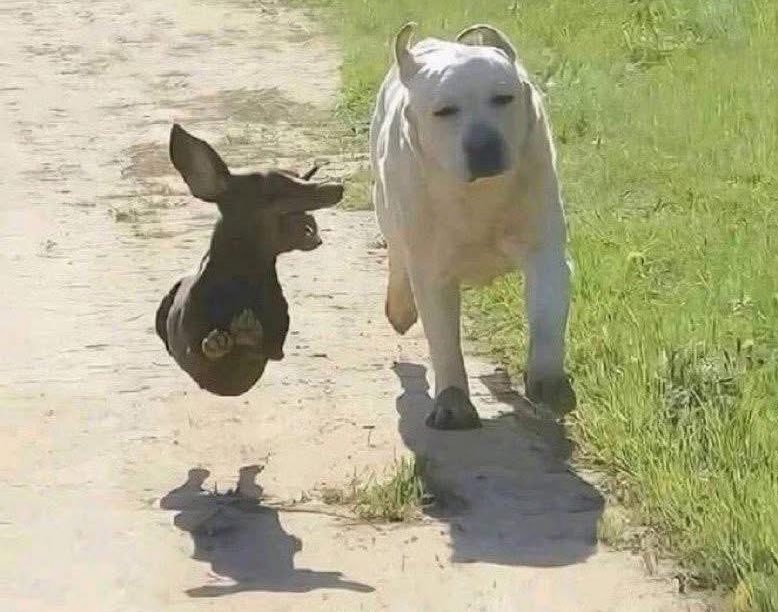 Droghiere tweet media