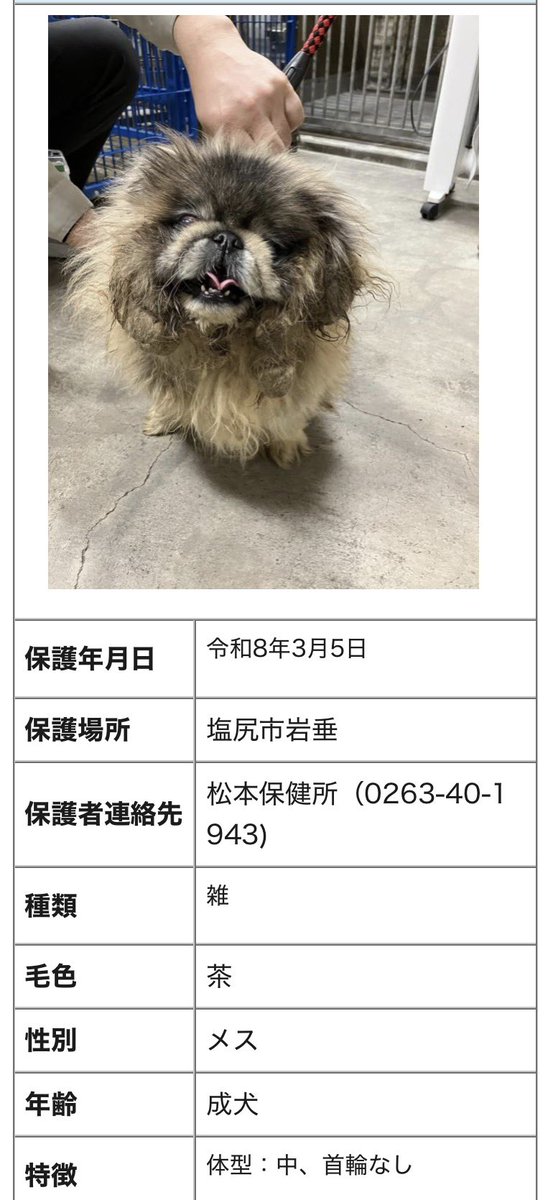 yumemaru_happy's tweet photo. ⋆
○●○松本保健所情報○●○
⋆
県の保健所　松本保健所に保護・収容されています。
どうか飼い主さんに繋がりますように。
飼い主さんに戻れますように。

ご近所やお知り合いのワンさんではありませんか？

松本保健所では迷い犬や猫を保護・収容すると地元新聞社への掲載、地元ラジオ放送での呼び掛けをし飼い主への返還に力を注いでくださっています。
その効果はとても大きく返還率がはるかに上がっており、殺処分０への大きな一歩になっています。

もしペットがいなくなったらその内帰って来ると思わずに、保健所・警察署・役所へすぐに連絡しましょう。
日頃から首輪やリード、迷子札のチェックも欠かさないようにしましょう。

私たちは保健所職員の皆さんと、返還、譲渡推進に取り組んでおります。
飼い主に返還された場合や、一般譲渡、ゆめまるHAPPY隊に入隊した場合、全てInstagram、X、Facebookで追記または報告して参ります。

松本保健所
迷い犬・負傷猫・負傷動物の保護収容情報
https://t.co/QmtFEppWJM

長野県 迷い犬情報ページ
http://www.

#松本保健所 #迷子犬 

＊📢譲渡会のお知らせ📢＊

シェルターで暮らすみんなの譲渡会です

会場　綿半スーパーセンター松本芳川店　
　　　園芸コーナー側入り口へGO
日程　3月21日　土曜日11時~13時

譲渡会をさせていただきます。

綿半さんに常設されているカート🛒への応援も本当に本当にありがとうございます😊

日頃なかなかお会い出来ませんが、ぜひ私達にもお声掛けてくださいね！

支援物資の受付や募金箱、チャリティーフリマ
ぜひぜひいらしてくださいね！会いにいらしてくださいね！

#ゆめまる
#ゆめまるhappy隊