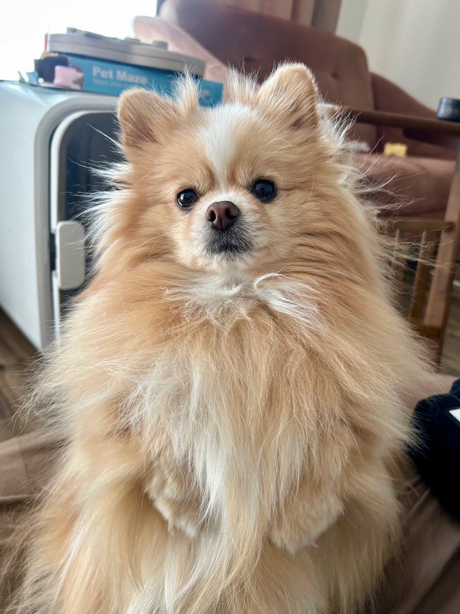 ポメのピカルディ tweet media