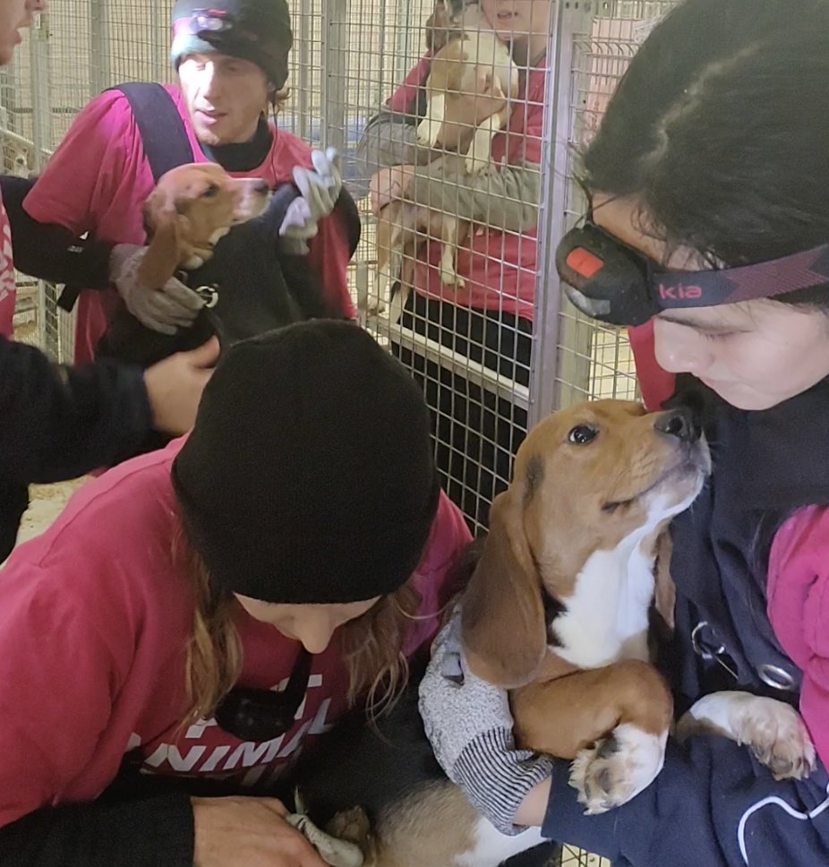 This is the moment a lab beagle left his cage for the first time. He was trapped in a facility where pups are stabbed in the heart and cut open for their organs. 

And last week, my wife was put on trial for trying to bring him to safety.

The jury should decide her fate today.