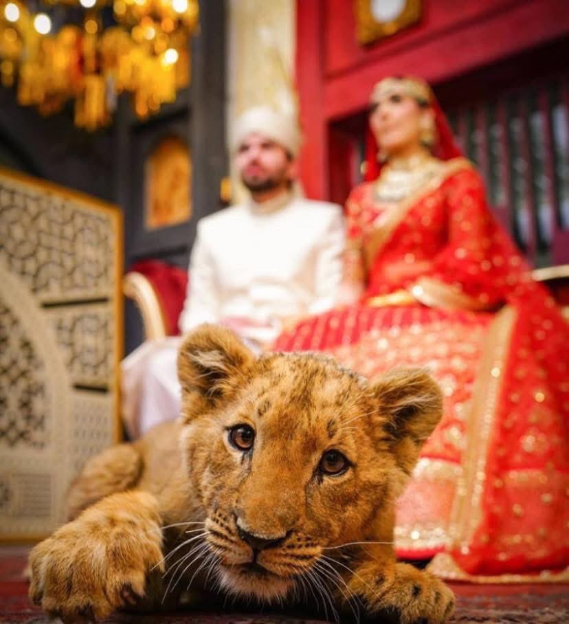 A Sedated Lion cub is used as a prop on stage for wedding photography of this couple. Seperated from mother and sold to be used as a prop. Is this a new way of showing off wealth? 

Sadly there isn’t much anyone can do to help these animals when these people have licenses to own