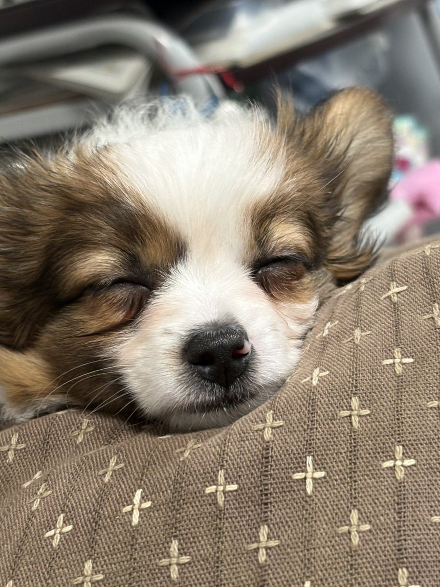 可愛いしかない