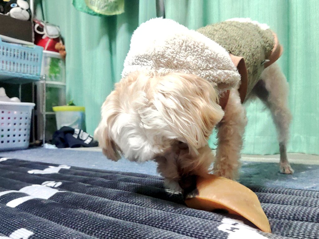 SanKawaguchi's tweet photo. HAPPY BIRTHDAY 😌🎁🎂
本日3月9日に愛犬の陸ちゃんが3歳になりました！
本日はサンキューの日でもあり、毎年我が家に来てくれた事にTHANK YOU😆💕✨の思いです！
#サンキューの日
#誕生日
#HAPPYBIRTHDAY
#愛犬
#マルプー https://t.co/Jw4MCUbnGE