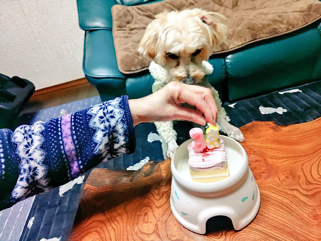 SanKawaguchi's tweet photo. HAPPY BIRTHDAY 😌🎁🎂
本日3月9日に愛犬の陸ちゃんが3歳になりました！
本日はサンキューの日でもあり、毎年我が家に来てくれた事にTHANK YOU😆💕✨の思いです！
#サンキューの日
#誕生日
#HAPPYBIRTHDAY
#愛犬
#マルプー https://t.co/Jw4MCUbnGE