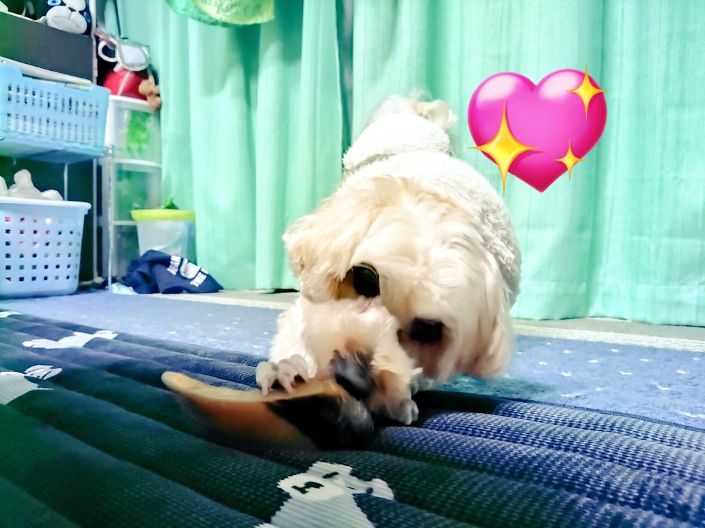 SanKawaguchi's tweet photo. HAPPY BIRTHDAY 😌🎁🎂
本日3月9日に愛犬の陸ちゃんが3歳になりました！
本日はサンキューの日でもあり、毎年我が家に来てくれた事にTHANK YOU😆💕✨の思いです！
#サンキューの日
#誕生日
#HAPPYBIRTHDAY
#愛犬
#マルプー https://t.co/Jw4MCUbnGE