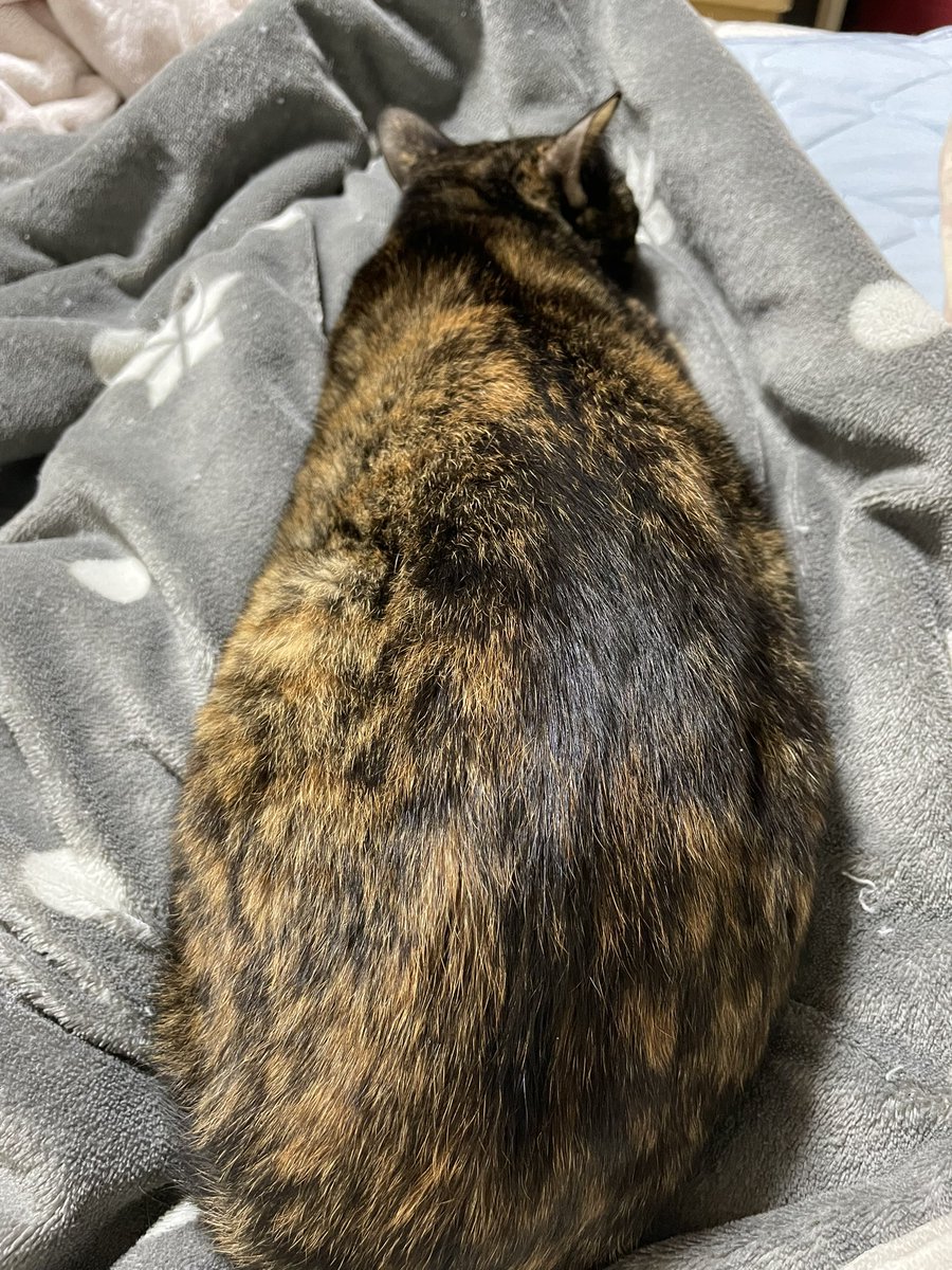 きつね28号 tweet media