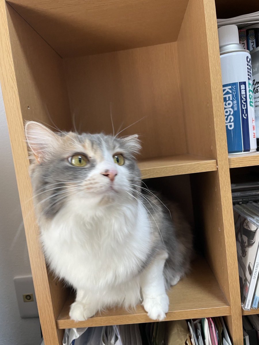 きつね28号 tweet media