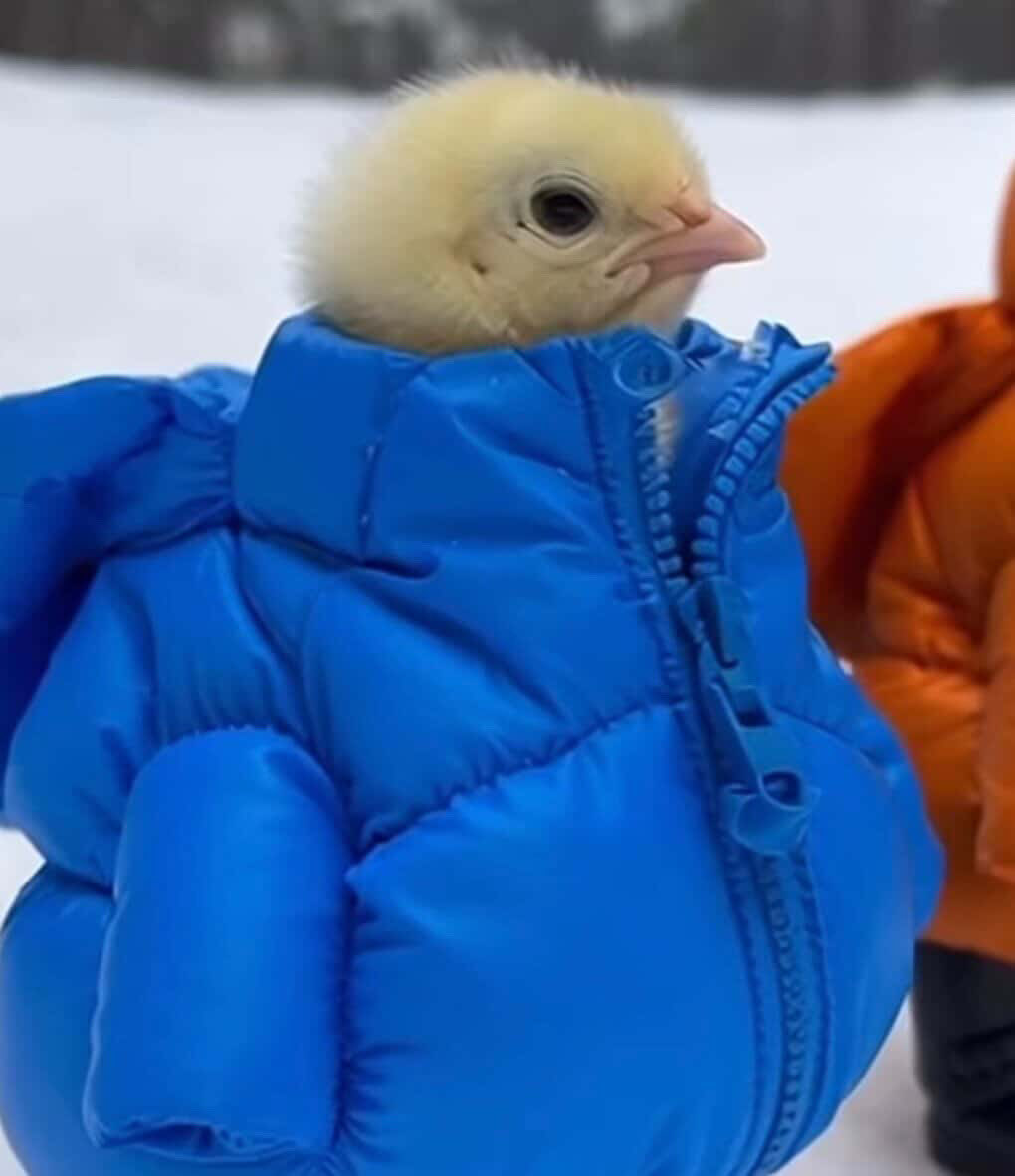 seraphyaa tweet media