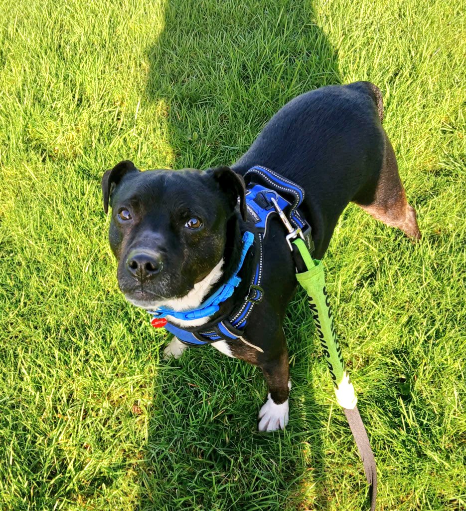 Good morning Staffy Lovers!
Welcome to Monday morning with our Super little fella, Clever Trevor 😀
He's acing all his training at the moment and is showing his sweet loving side too.
Katie his behaviourist adores him ❤️ 
Please help him find a 🏡 today...
seniorstaffyclub.co.uk/adopt-a-staffy…