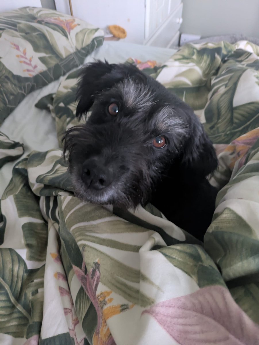 Ernie (and lil' bro Stan) 🐾 tweet media