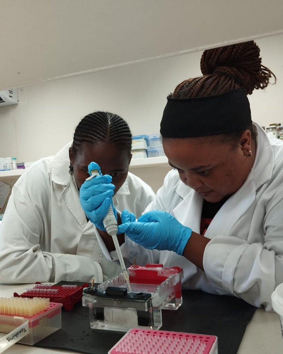 diplomics_sa's tweet photo. The DIPLOMICS partner, NRF-SAIAB, kicked off the genomics training calendar with the Fundamentals of Molecular Biology workshop in Makhanda last week. 

The workshop brought together 18 participants from institutions across the region, from Walter-Sisulu University to the University of Botswana. Participants gained both theoretical knowledge and hands-on experience in essential molecular biology techniques, including DNA extraction, PCR amplification, and quality and quantity validation.

One participant shared how the training will support her research:
“In my Master's study, I will need to isolate and identify Fusarium spp, using DNA sequencing. The techniques that were taught will be very useful for my study.”

We’re excited to see how these new skills will support participants’ research and contribute to advancing genomics across the region. 

#DIPLOMICS #OmicsTraining #MolecularBiology