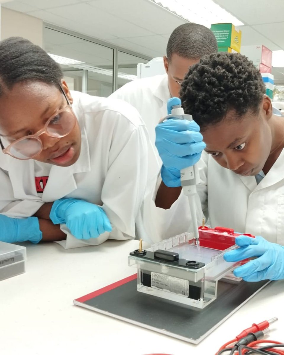 diplomics_sa's tweet photo. The DIPLOMICS partner, NRF-SAIAB, kicked off the genomics training calendar with the Fundamentals of Molecular Biology workshop in Makhanda last week. 

The workshop brought together 18 participants from institutions across the region, from Walter-Sisulu University to the University of Botswana. Participants gained both theoretical knowledge and hands-on experience in essential molecular biology techniques, including DNA extraction, PCR amplification, and quality and quantity validation.

One participant shared how the training will support her research:
“In my Master's study, I will need to isolate and identify Fusarium spp, using DNA sequencing. The techniques that were taught will be very useful for my study.”

We’re excited to see how these new skills will support participants’ research and contribute to advancing genomics across the region. 

#DIPLOMICS #OmicsTraining #MolecularBiology