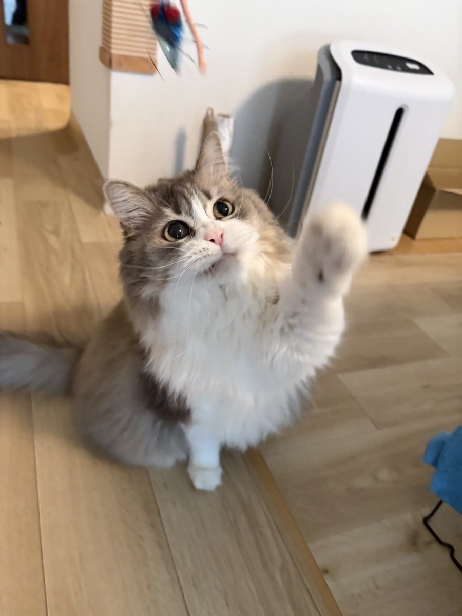 raina_rai_rami's tweet image. ライくん🩵13歳🎂
元気で朗らかに過ごしています🍀
ライくんとラミちゃん居てくれてママは本当に幸せ🥰ありがとう💕🫶🏻
#ライくん #ラグドール #Ragdoll 
#ラミちゃん #マンチカン #munchkin 
#猫の日常 #猫好きさんと繋がりたい𓏲𓎨 
#happybirthday