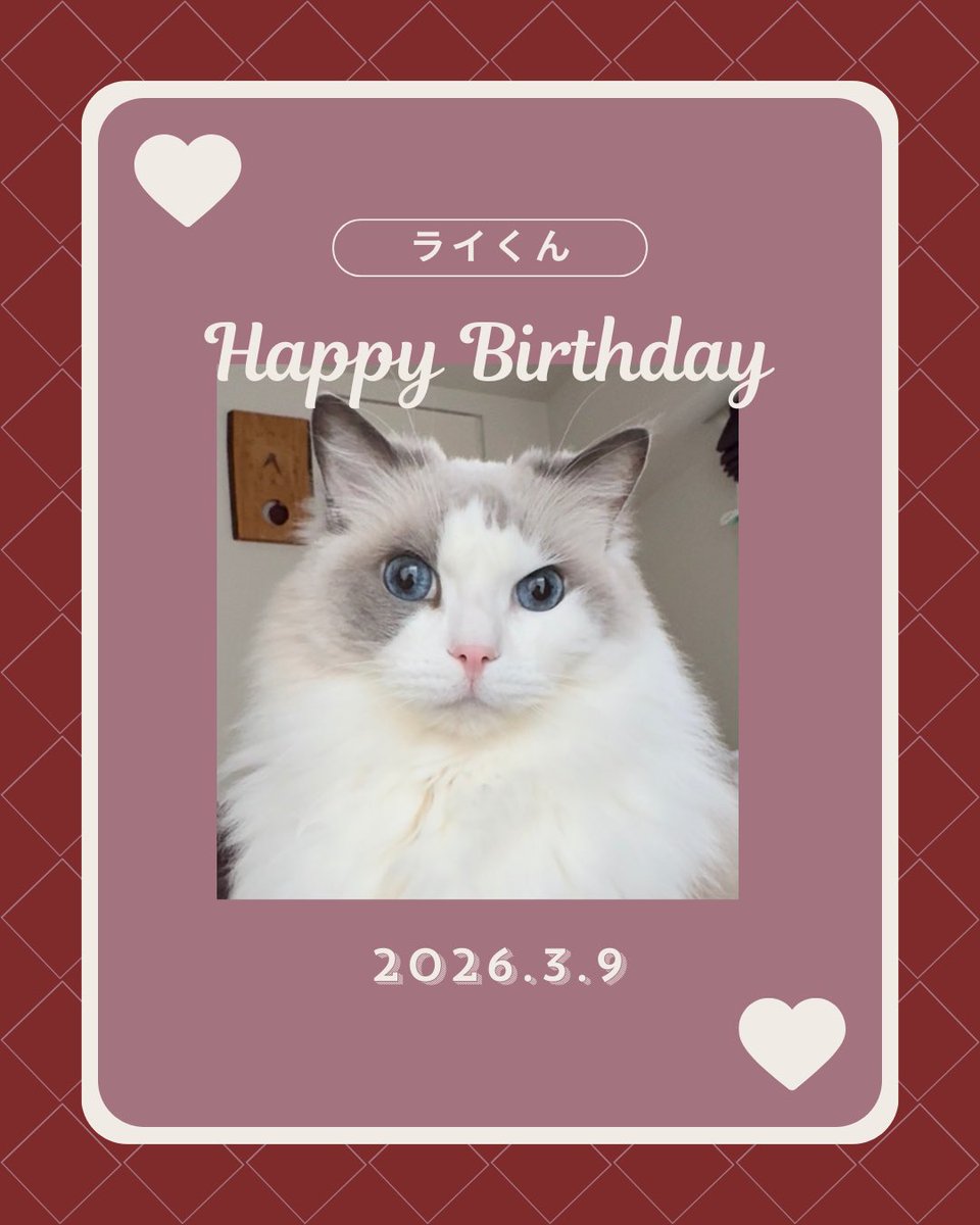 raina_rai_rami's tweet image. ライくん🩵13歳🎂
元気で朗らかに過ごしています🍀
ライくんとラミちゃん居てくれてママは本当に幸せ🥰ありがとう💕🫶🏻
#ライくん #ラグドール #Ragdoll 
#ラミちゃん #マンチカン #munchkin 
#猫の日常 #猫好きさんと繋がりたい𓏲𓎨 
#happybirthday
