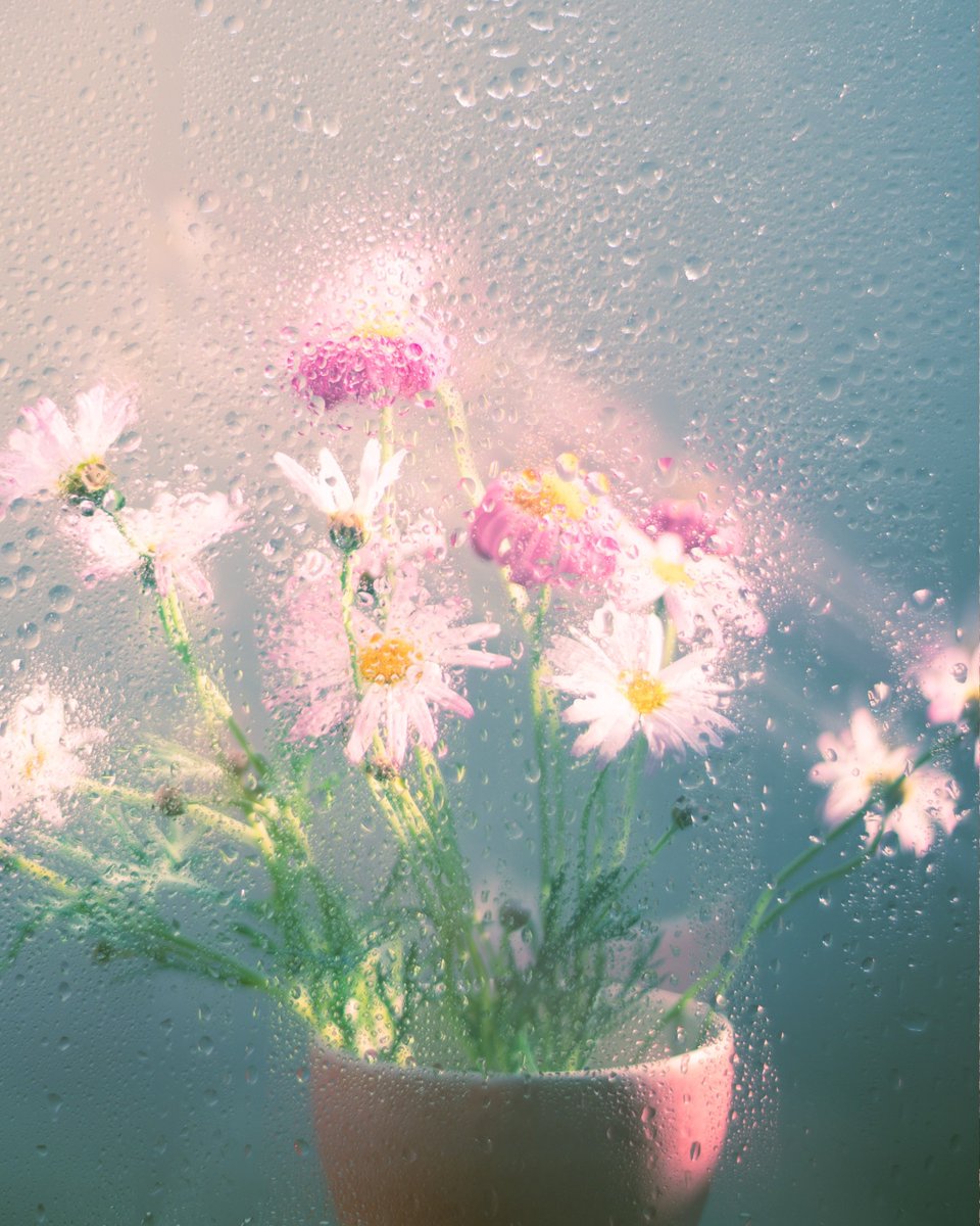 小春ハルカ| haruka koharu tweet media