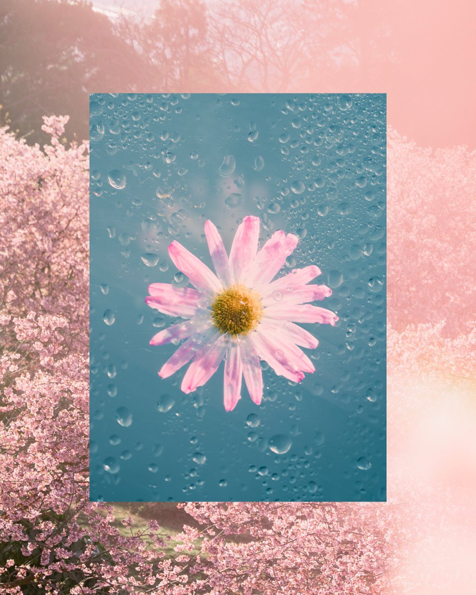 小春ハルカ| haruka koharu tweet media