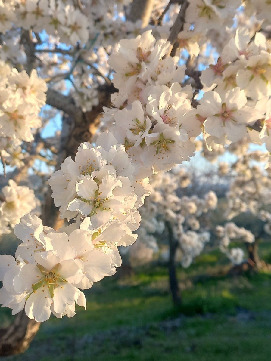 AHistoricasPT's tweet photo. Por estes dias, as paisagens em #CasteloRodrigo vestem-se de branco e rosa com as #amendoeirasemflor.
Um espetáculo breve, delicado e inesquecível. Se ainda não viu, está na altura perfeita: antes que as pétalas levem o inverno com elas.
📸 @cisterna.guesthouse
#AldeiasHistoricas https://t.co/upiUUTBf4f