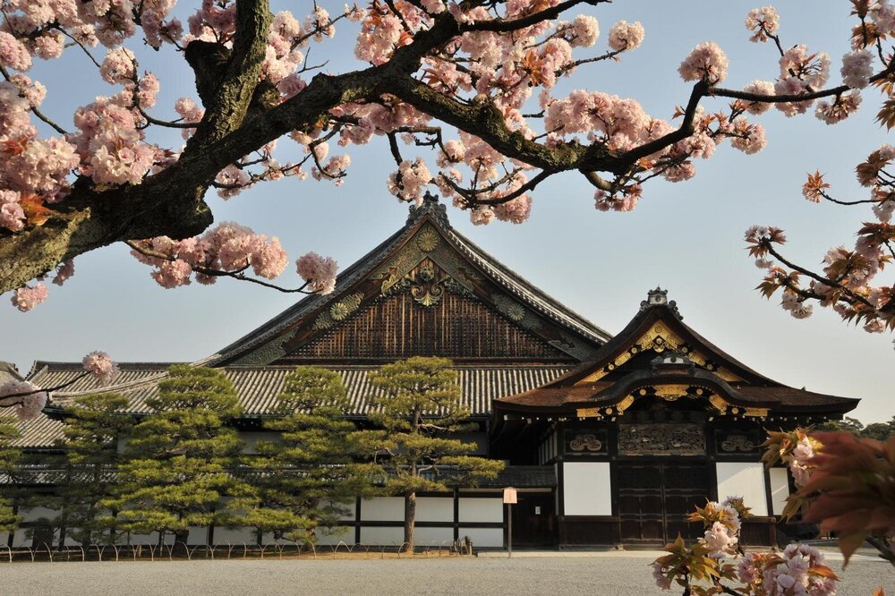 fashionpressnet's tweet photo. 京都・二条城で“桜と光”の夜間アートイベント、没入型デジタルアートや国宝の夜間特別観覧 - https://t.co/Njde1tmSyA https://t.co/oaf9IcwPeq