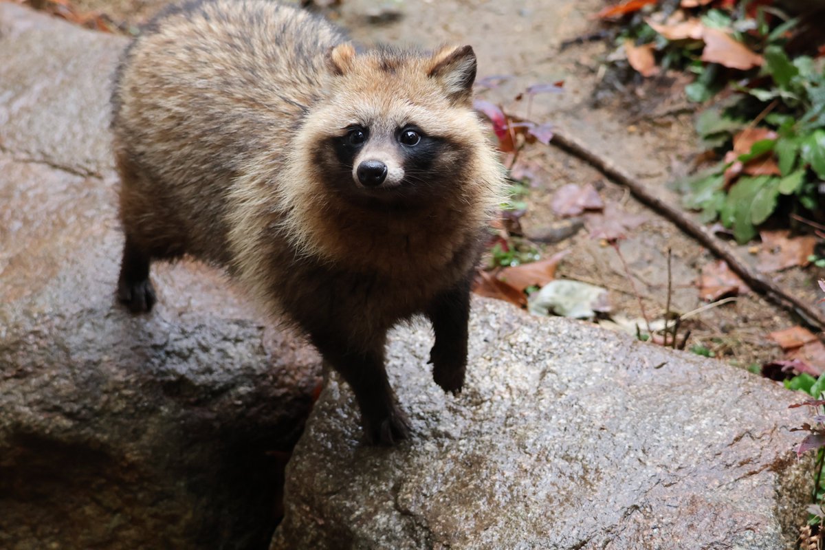HaruhikoBoss429's tweet photo. じー
 #ホンドタヌキ
 #とくしま動物園
※2026/2/11 https://t.co/i27mSwo7yr