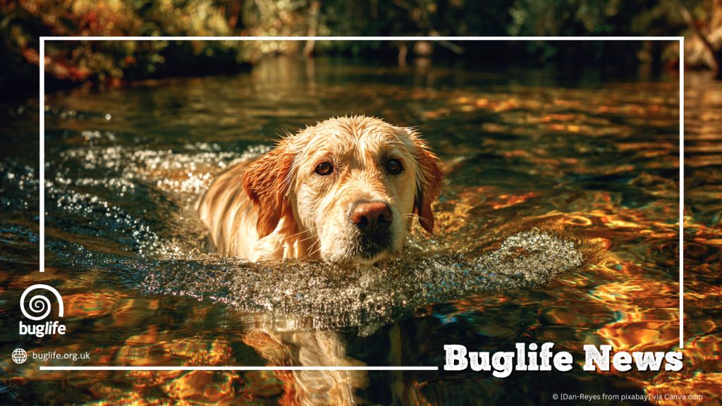 A new report from wildlife charity Buglife reveals that pesticides from common flea and tick treatments are now widespread in rivers across Britain and may be contributing to major declines in freshwater invertebrates  bit.ly/4b1Pu50
