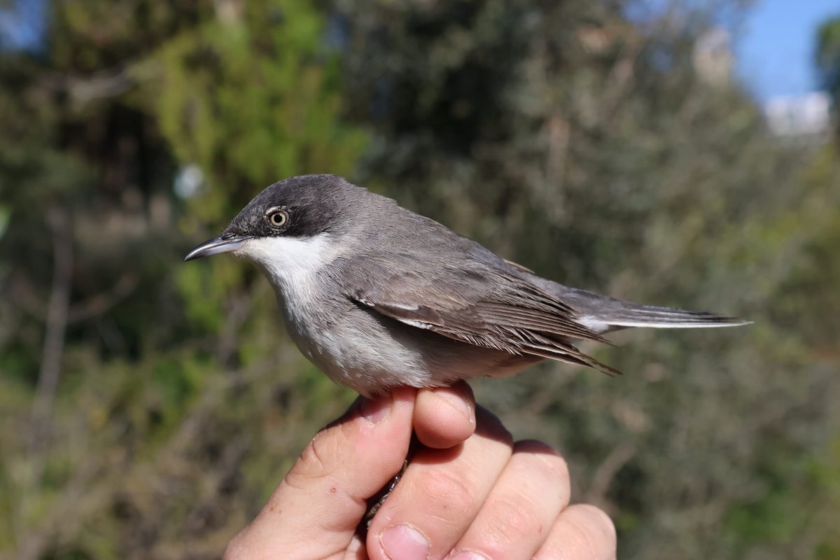 החברה להגנת הטבע tweet media