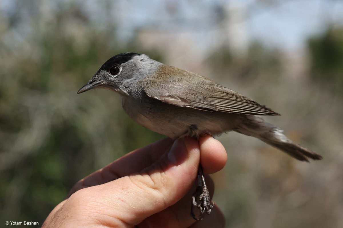 החברה להגנת הטבע tweet media