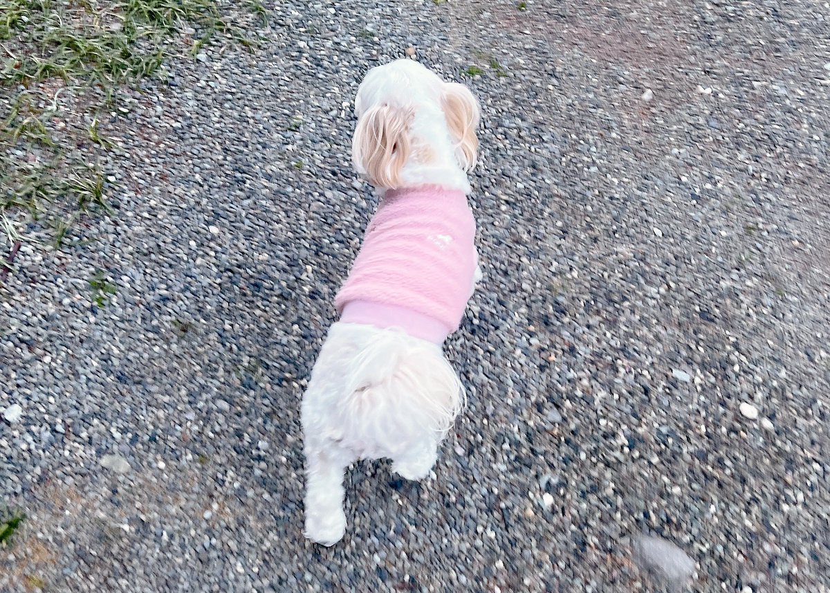 今日は ひさしぶりに寝れるだけ寝て🦭いぬ様とゴロゴロできて🐶まったりした1日を過ごせた💭💭