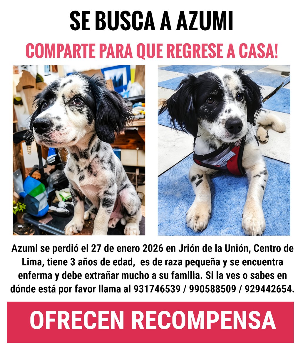 ALCE Perú🐸🐶🐱🐰🐯🐣🐮🐷🐳🐵🐢 tweet media