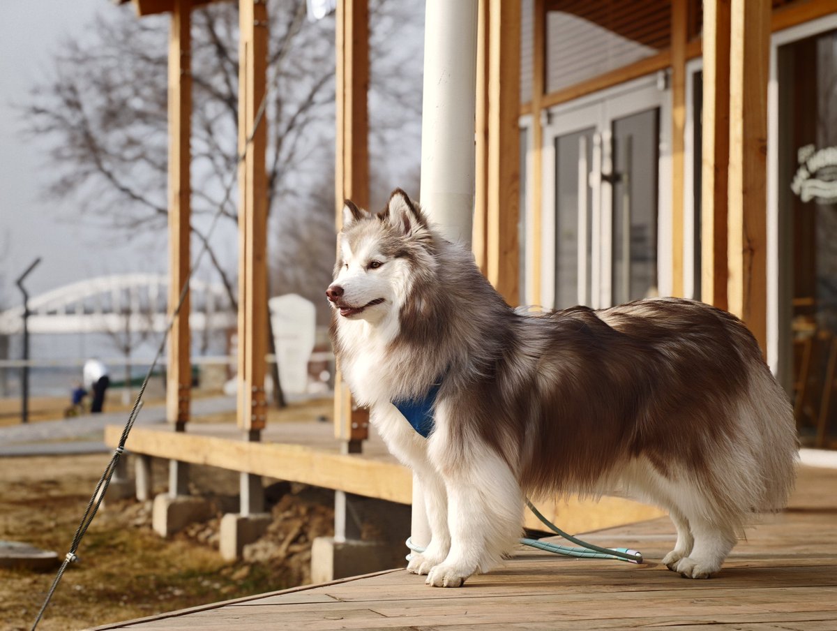 刘小排 tweet media