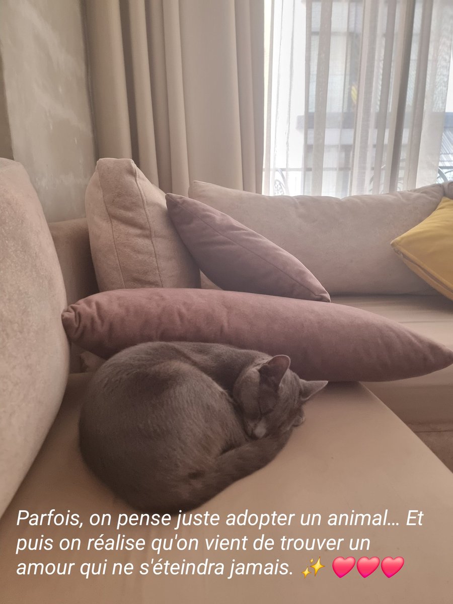 Mon chat, je t’aime parfois plus que les humains.
Non pas parce que le monde manque d’amour, mais parce que le tien est sincère.
Avec toi, il n’y a ni mensonge ni intérêt caché.
Tu donnes ton affection simplement, avec fidélité et confiance.