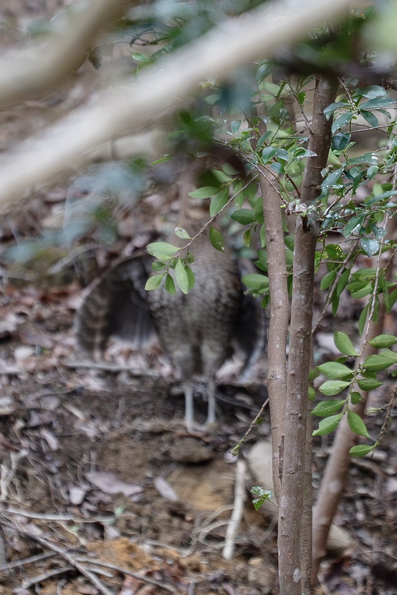 Japan_NatureW's tweet photo. 森の野鳥
雄が盛んに母衣（ほろ）打ちしてるのに、
全く撮らせてくれない😟
離れたところに雌を発見😃
雌も母衣（ほろ）打ち返してた。
#ヤマドリ 雌 #copperpheasant female
#野鳥観察 #birdwatching https://t.co/CwdEwnotyG