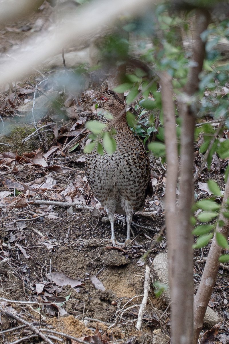 Japan_NatureW's tweet photo. 森の野鳥
雄が盛んに母衣（ほろ）打ちしてるのに、
全く撮らせてくれない😟
離れたところに雌を発見😃
雌も母衣（ほろ）打ち返してた。
#ヤマドリ 雌 #copperpheasant female
#野鳥観察 #birdwatching https://t.co/CwdEwnotyG