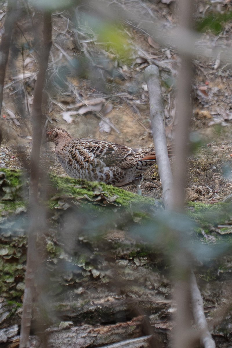Japan_NatureW's tweet photo. 森の野鳥
雄が盛んに母衣（ほろ）打ちしてるのに、
全く撮らせてくれない😟
離れたところに雌を発見😃
雌も母衣（ほろ）打ち返してた。
#ヤマドリ 雌 #copperpheasant female
#野鳥観察 #birdwatching https://t.co/CwdEwnotyG