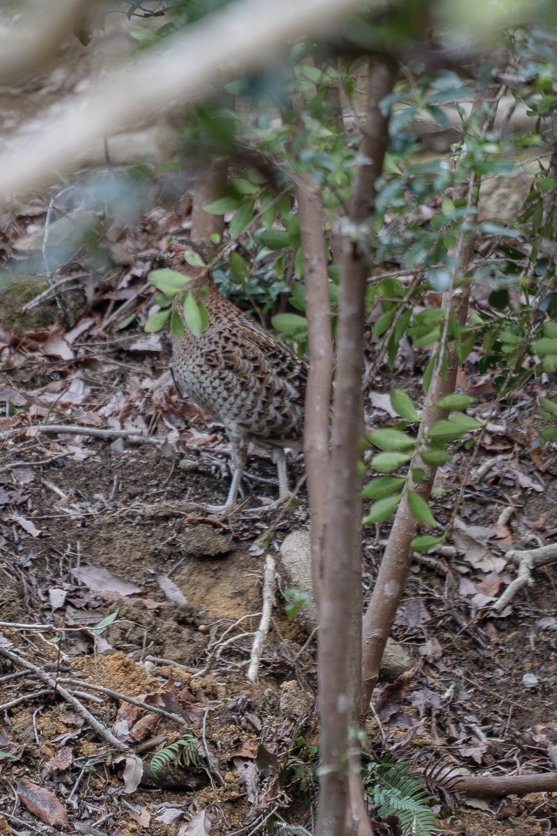 Japan_NatureW's tweet photo. 森の野鳥
雄が盛んに母衣（ほろ）打ちしてるのに、
全く撮らせてくれない😟
離れたところに雌を発見😃
雌も母衣（ほろ）打ち返してた。
#ヤマドリ 雌 #copperpheasant female
#野鳥観察 #birdwatching https://t.co/CwdEwnotyG