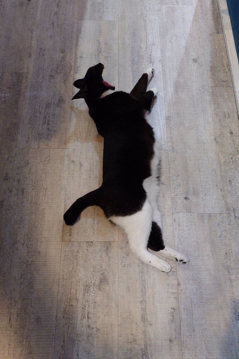 nekosuka513's tweet photo. おっきなおくちだ https://t.co/IUephgsrxv