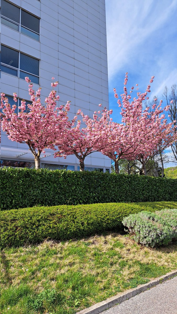 Ёж Братиславский 🇸🇰🎻 tweet media