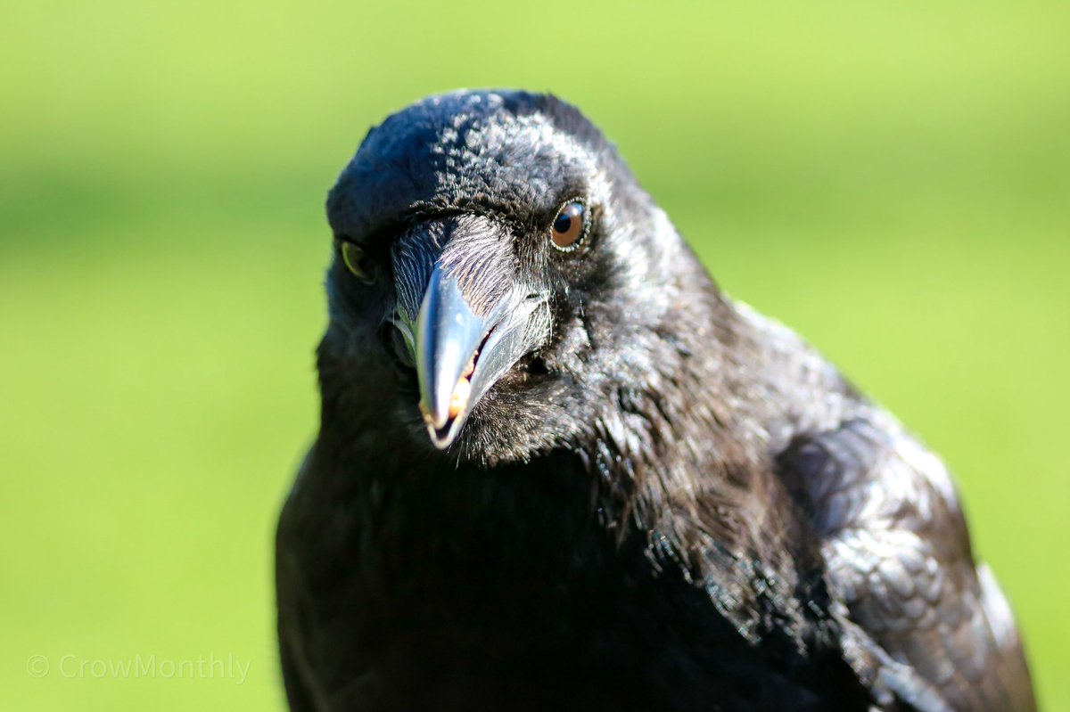 Crow Monthly tweet media