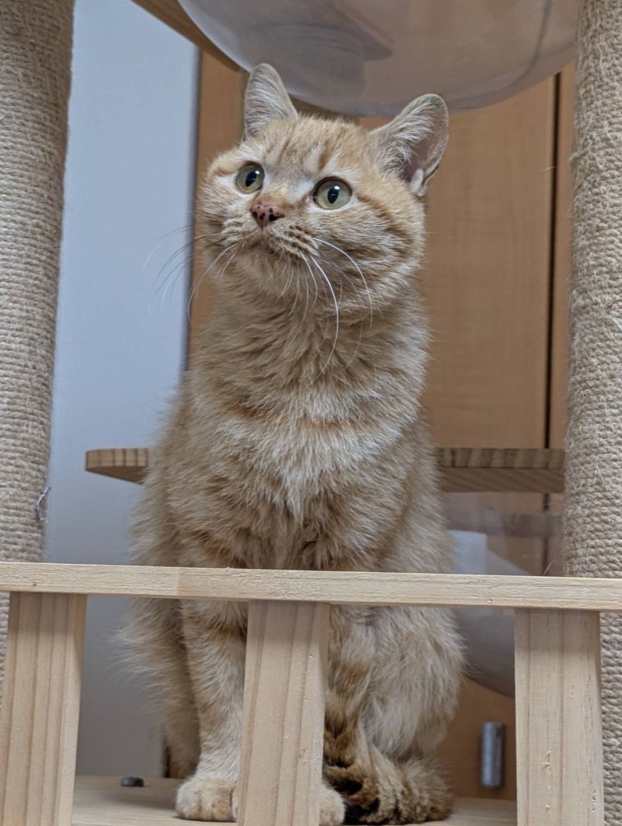 ※拡散希望

迷い猫保護してます

2026年3月5日
武豊町砂川の宅地内に
迷い込んできました。

とっても人慣れしてます。

・メス　推定年齢不詳
・耳カットなし　妊娠中
・マイクロチップ入ってません

保護主（090-8543-2441）
又は
当会にご連絡
お願い致します。