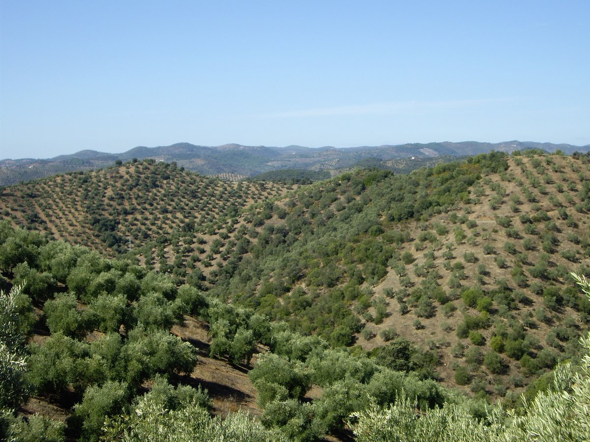 ASAJA CORDOBA tweet media