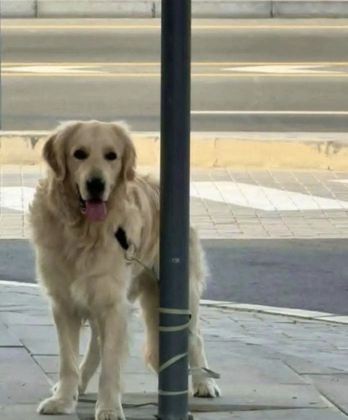 Trump Fact News 🇺🇸 tweet media